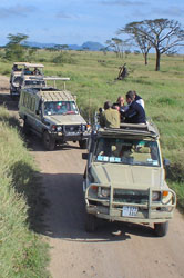 Jeeps and photographers in Tanzanian game park)