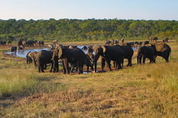 African elephants gather around a water hole in Zimbabwe