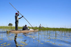 Boatman poles his mokoro canoe through the Okavango Swamps