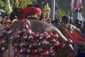 Thaipusam pilgrim with tiny jugs of milk hooked to his back