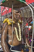 Devotee has his flesh pierced with spears to honour Lord Murugan