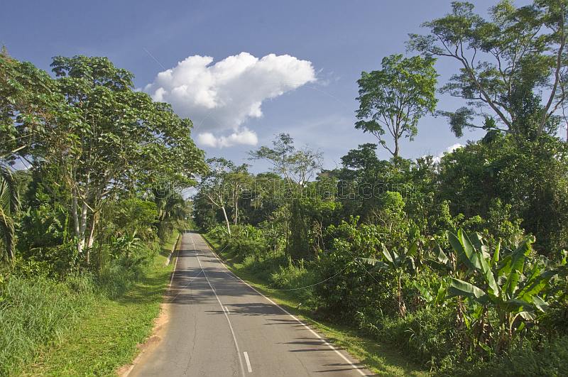 A modern asphalt road cuts through the dense and verdant jungle of trees and bushes.