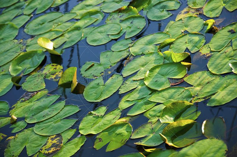 Green lily leaves cover a dark lake surface in evening light.