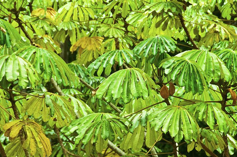 Leaves and fruit of the African Corkwood tree, or Umbrella Tree, Musanga cecrpioides.