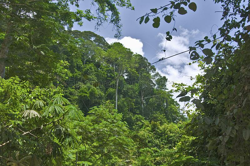 Dense jungle undergrowth and trees in Lope National Park.