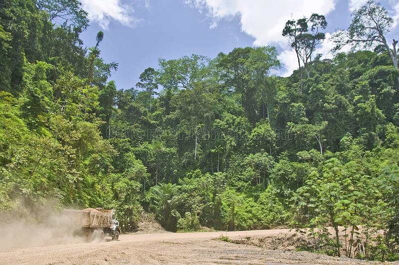 A gravel-filled truck drives on a dusty logging road through dense jungle forest.