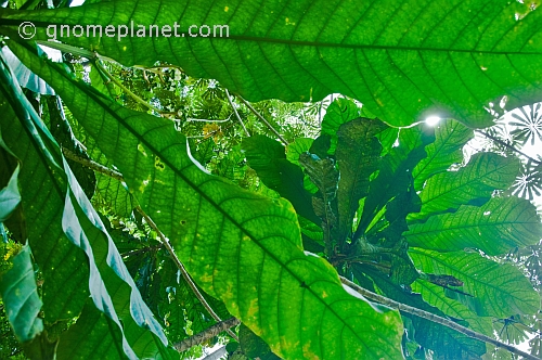Looking through a raft of green leaves in the dense jungle canopy.