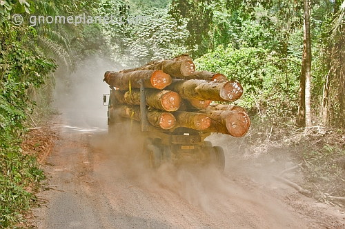 A logging truck loaded with tropical hard woods drives along a dusty jungle road.