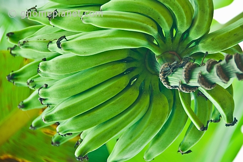 A hand of green bananas growing on a banana plant (Musa acuminata).