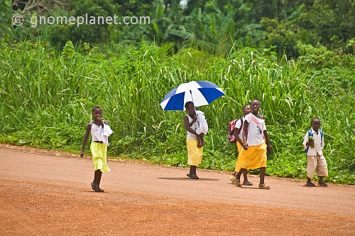 Children with umbrella walk home from morning school past high grass and trees.