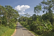 A modern asphalt road cuts through the dense and verdant jungle of trees and bushes.
