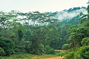Cloud hugs the jungle canopy and sinks into the African rain forest.