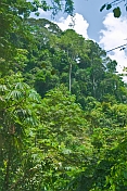 Dense jungle undergrowth and trees in Lope National Park.