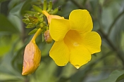 Yellow flower and flower buds.