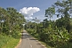 Image of A modern asphalt road cuts through the dense and verdant jungle of trees and bushes.