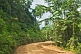 Image of Trees and dense jungle border this dusty forest logging road.