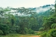 Image of Cloud hugs the jungle canopy and sinks into the African rain forest.