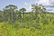 A mix of forested jungle and open savannah grasslands under blue sky with clouds.
