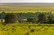 caption: Forest and open savannah grasslands stretch off to the far horizon.