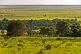 Image of Forest and open savannah grasslands stretch off to the far horizon.