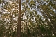 Image of Evening sun seen from a Eucalyptus plantation.