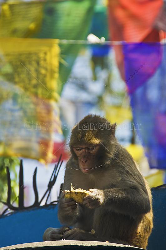 A monkey eats a snack in front of colorful prayer flags at the Mahakala Temple on Observatory Hill.