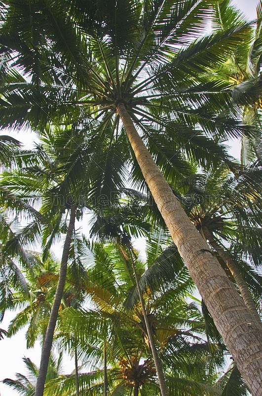 Coconut palms at Lighthouse Beach.