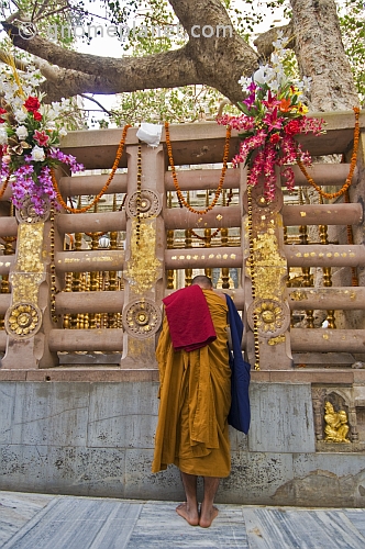 A Buddhist pilgrim pauses for prayer and comtemplation before the Tree of Enlightenment at the Mahabodhi Temple.