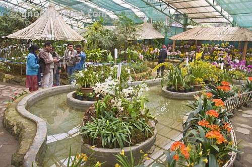visitors consult the programme for the annual Flower and Orchid Show.