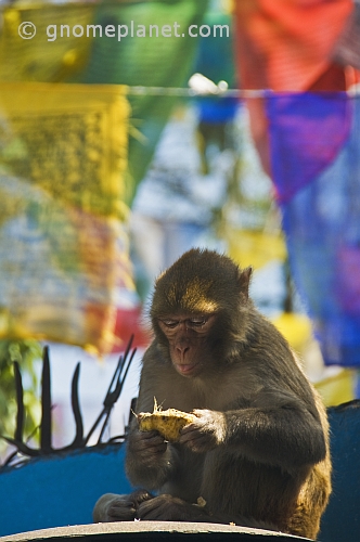 A monkey eats a snack in front of colorful prayer flags at the Mahakala Temple on Observatory Hill.