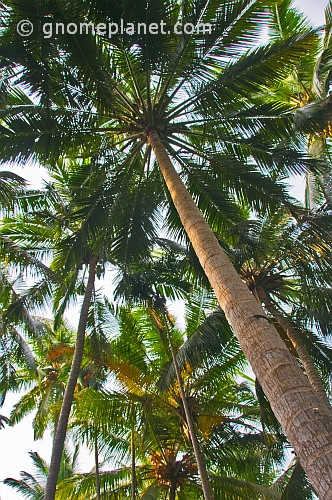 Coconut palms at Lighthouse Beach.