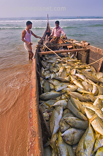 Two fishermen with their boat full of fish.