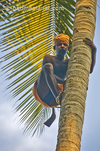 Old man climbing a coconut palm tree.