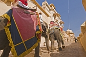 Elephants walk up the ramp to the Amber Fort and the Amber Palace.