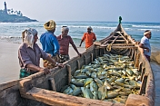 Fishermen with day's catch stored in boat on beach.