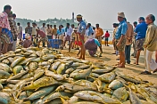 Fishermen sort their catch on the beach.