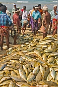 Fishermen sort and grade their catch.