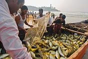 Fishermen use their boat as a temporary store for their fish.