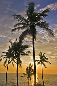 Sunset behind coconut palm trees over the Arabian Sea.