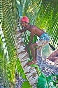 Indian man in lunghi climbs a coconut palm tree.