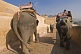 Image of Elephants walk down the ramp from the Amber Fort and the Amber Palace.