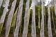Image of White and yellow prayer flags at the Pemayangtse Monastery.