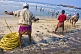 Image of Indian fishermen wearing lunghis haul in their nets from the beach.