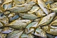 Image of A jumble of freshly caught sea fish.