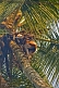 Image of Old man climbing a coconut palm tree.