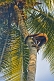 Old man climbing a coconut palm tree.