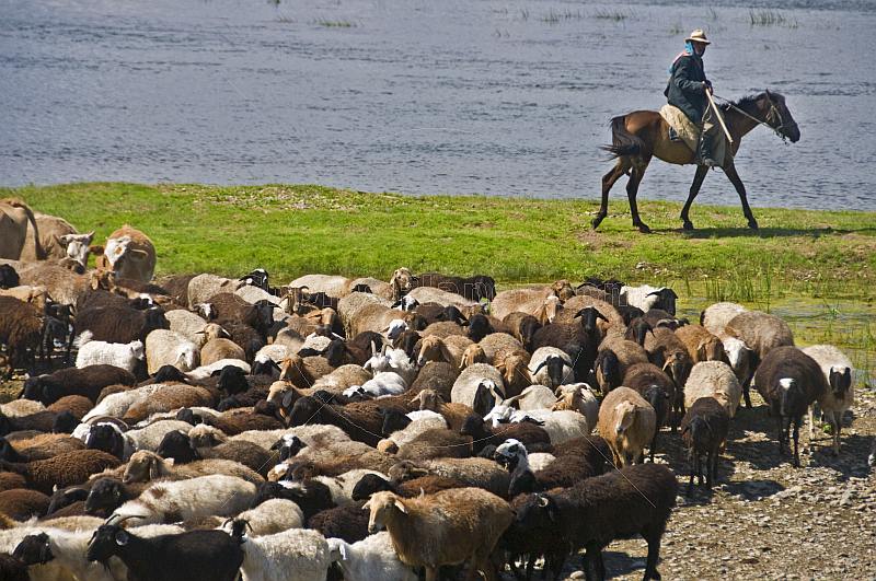 Shepherd on horseback drives his flock of sheep away from the Ertis River.