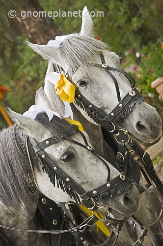 Two grey carriage horses near the Zenkov Cathedral.