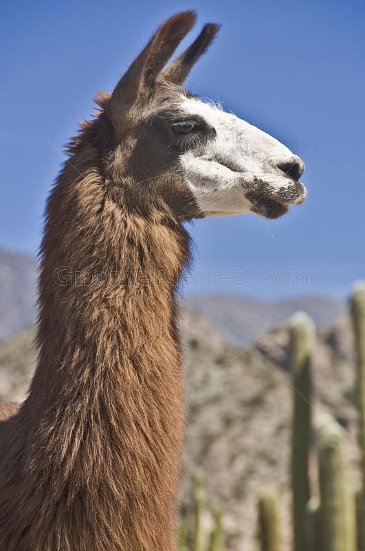Llama head closeup with cacti background.