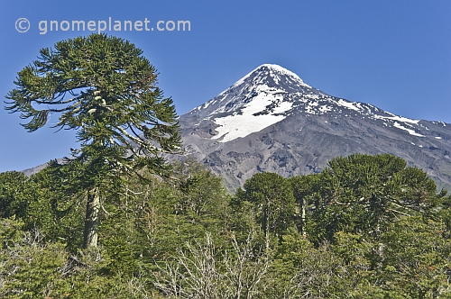 Forest of Monkey-puzzle Trees (Araucaria araucana) in front of the Lanin Volcano.